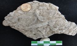 N/A (Trace fossil)