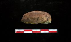 N/A (Brachiopod)