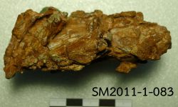 Siamamia naga