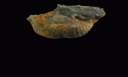 cf. Reticulatia sp.B