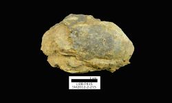 N/A (Brachiopod)