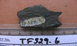 Alethopteris thailandica