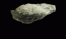 cf. Reticulatia sp.A