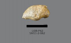 Chonetinella sp. B
