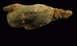 cf. Reticulatia sp.B