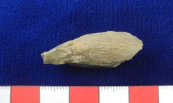 N/A (Brachiopod)