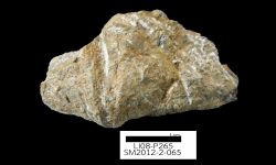 N/A (Brachiopod)