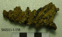 Ferganoceratodus martini