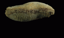 cf. Reticulatia sp.B