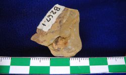 N/A (Brachiopod)