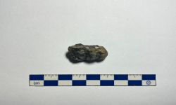 พาราชูอาสโตเชอรัส ซินเอนซิส