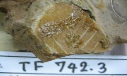 cf. Apocynophyllum sp.