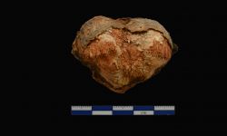 N/A (Brachiopod)