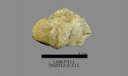 Chonetinella sp. B