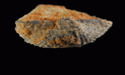 cf. Marginifera sp.