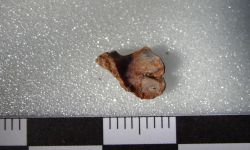 Siamamia naga