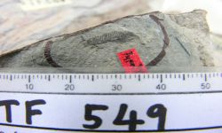 Pecopteris sp.