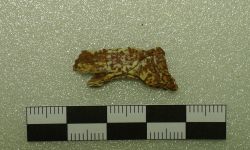 Siamamia naga