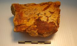 N/A (Brachiopod)