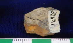N/A (Brachiopod)