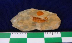 Chonetinella sp.