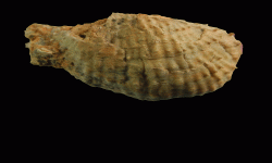 cf. Marginifera sp.