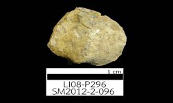 N/A (Brachiopod)