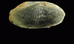 cf. Reticulatia sp.A