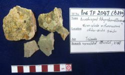 ไรโคเนลลาเซียน (ตรวจสอบแล้ว ไม่พบใน fossilworks)