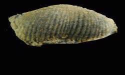 cf. Reticulatia sp.B