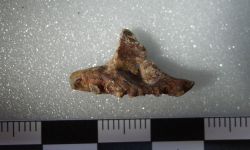 Siamamia naga