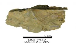 cf. Acuminothyris sp