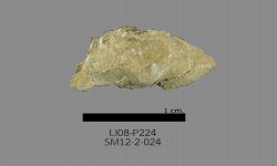 Chonetinella sp. B