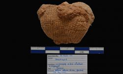 N/A (Brachiopod)