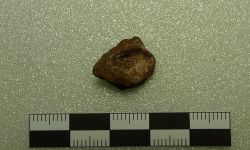 Siamamia naga