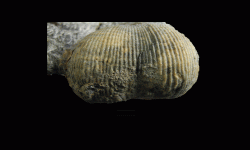 cf. Reticulatia sp.B