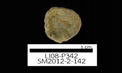 N/A (Brachiopod)