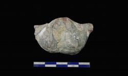 N/A (Brachiopod)