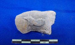 N/A (Brachiopod)