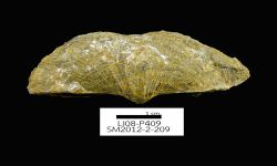 N/A (Brachiopod)