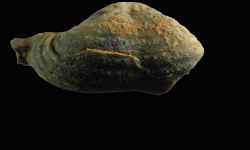 cf. Phricodothyris sp.