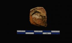 N/A (Brachiopod)
