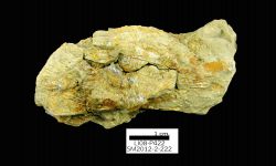 N/A (Brachiopod)