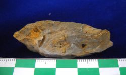 N/A (Brachiopod)