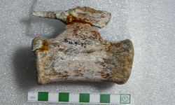 ภูเวียงโกซอรัส สิรินธรเน