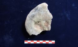 N/A (ไดโนเสาร์)
