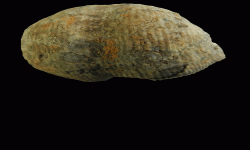cf. Reticulatia sp.B