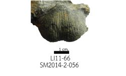 cf. Reticulatia sp.B