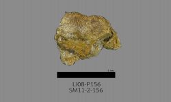 Chonetinella sp. B