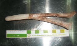 ภูเวียงโกซอรัส สิรินธรเน